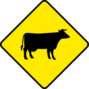Cattle and farm animals