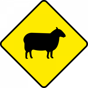 Sheep
